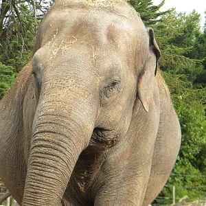 Asian Elephant at Blackpool Zoo 21/08/11