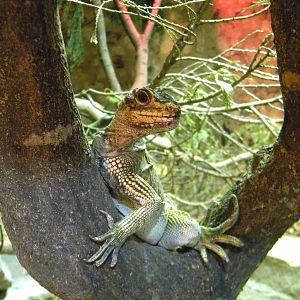 Philippine sail-finned Lizard at Blackpool Zoo 21/08/11