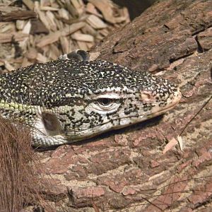 Nile Monitor Lizard at Blackpool Zoo 21/08/11