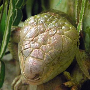 Prehensile tailed Skink at Blackpool Zoo 21/08/11