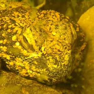 Dabb spiny-tailed Lizard at Blackpool Zoo 21/08/11