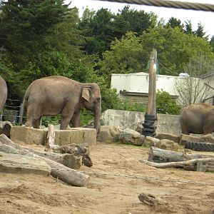 Indra, Kate and Marcella the Asian Elephants at Blackpool Zoo 21/08/11