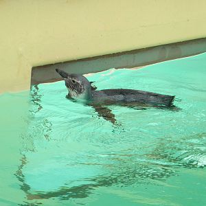 Magnelliac Penguin chick at Blackpool Zoo 21/08/11