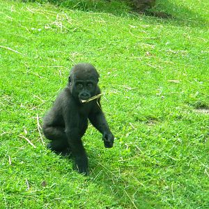 Meisie the Western lowland Gorilla at Blackpool Zoo 21/08/11