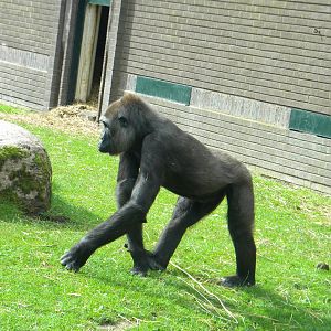 Njema the Western lowland Gorilla at Blackpool Zoo 21/08/11