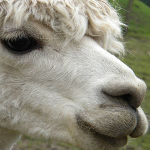Alpaca at Blackpool Zoo 21/08/11