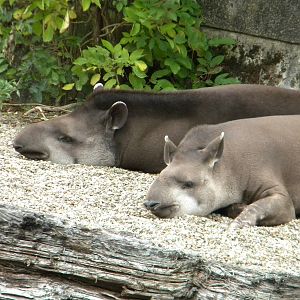 Melly and G'kar the Brazilian Tapirs at Blackpool Zoo 21/08/11