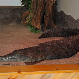 American Crocodile
