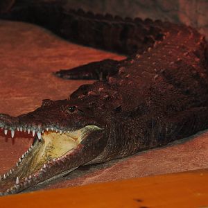 American Crocodile