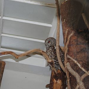 Barred Owl