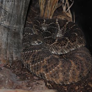 Eastern Diamondback Rattlesnake