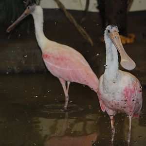 Roseate Spoonbills