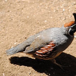Gambel's Quail