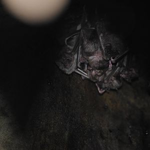 Vampire Bats
