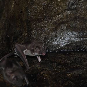 Vampire Bats
