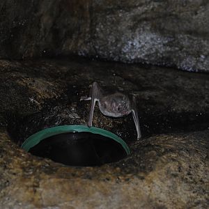 Vampire Bat