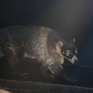 White-nosed Coati