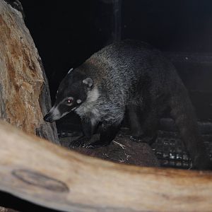 White-nosed Coati