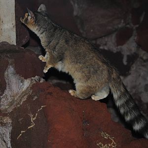 Ringtail