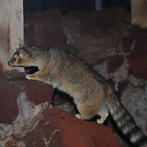 Ringtail