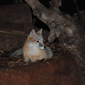Swift Fox