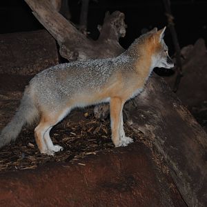 Swift Fox