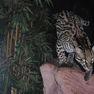 Ocelot