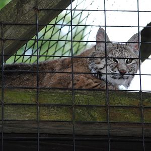 Bobcat