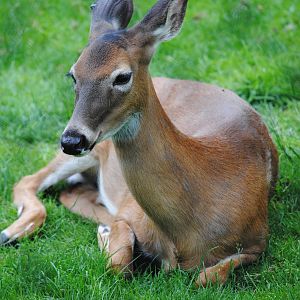 White-tailed Deer