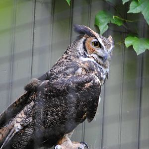 Great Horned Owl