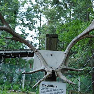 elk's antlers at the elks paddock's fence