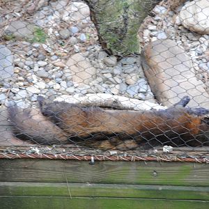 North-American Marten