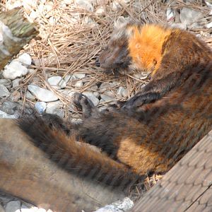 North-American Marten