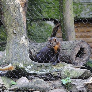 North-American Marten