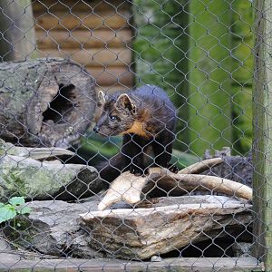 North-American Marten