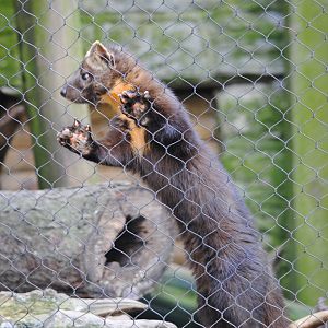 North-American Marten
