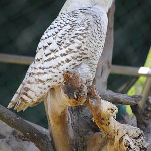 Snowy Owl