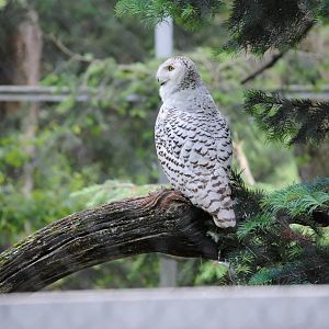 Snowy Owl