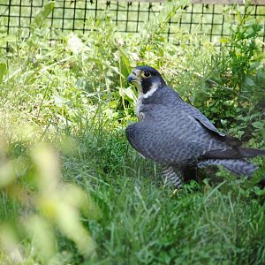 Peregrine Falcon