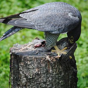 Peregrine Falcon