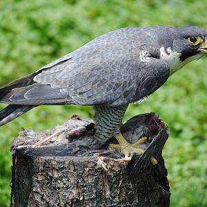 Peregrine Falcon