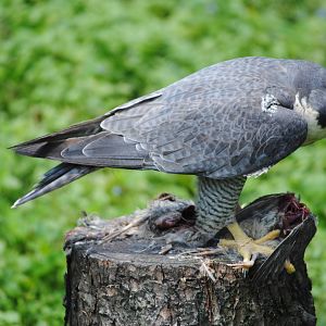 Peregrine Falcon