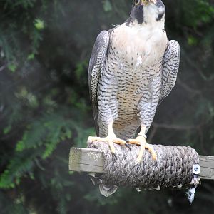 Peregrine Falcon