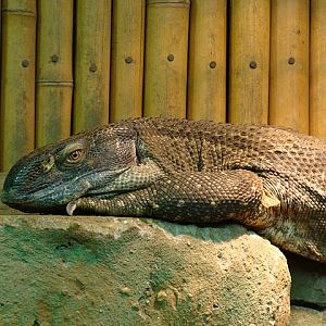 Zoo Wrocław 21.08.2011