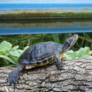 Zoo Wrocław 21.08.2011