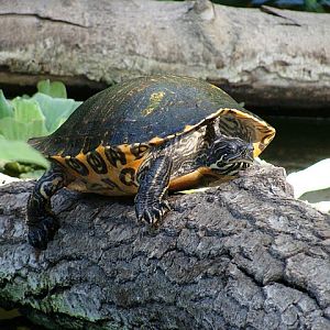 Zoo Wrocław 21.08.2011