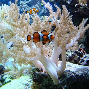 Zoo Wrocław 21.08.2011