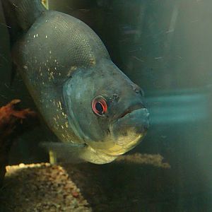 Zoo Wrocław 21.08.2011