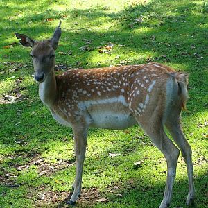 Zoo Wrocław 21.08.2011