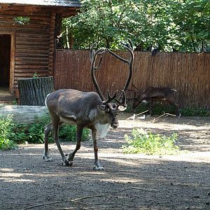 Zoo Wrocław 21.08.2011